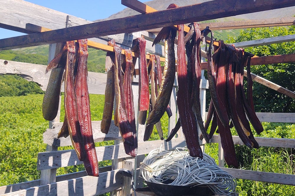 Salmon on a drying rack
